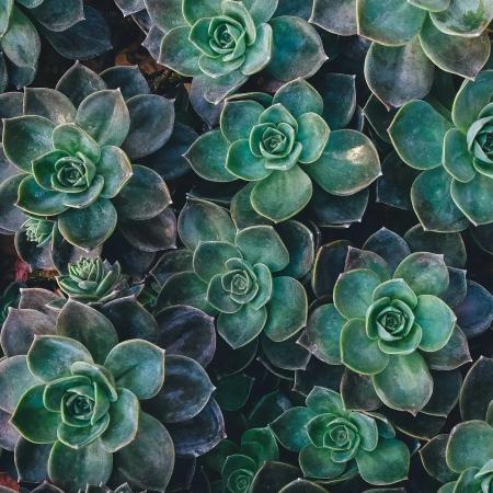 Succulent Rosette Trio