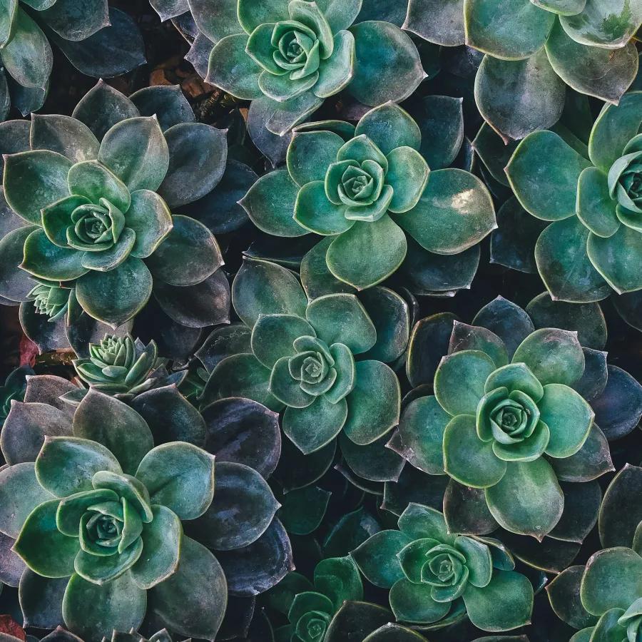Succulent Rosette Trio