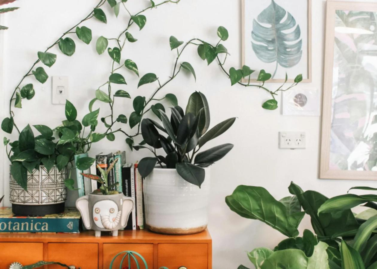 Trailing Vine Duo