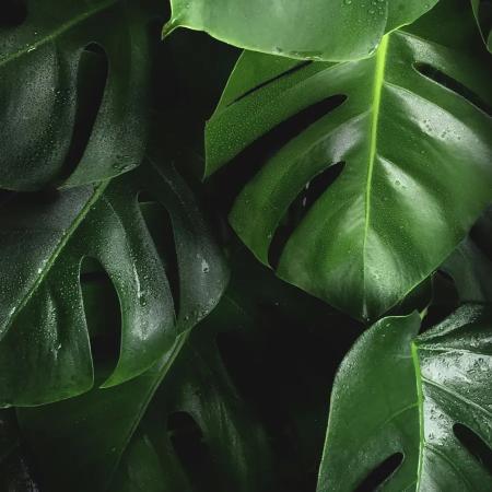 Monstera Deliciosa