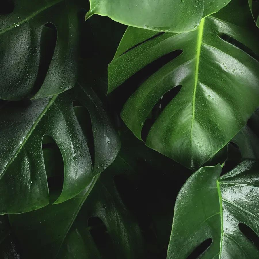 Monstera Deliciosa