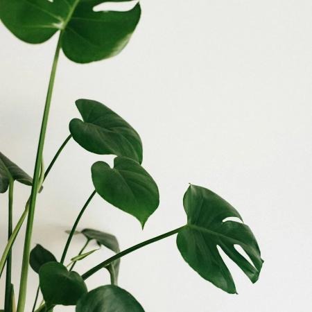 Monstera Swiss Cheese Vine