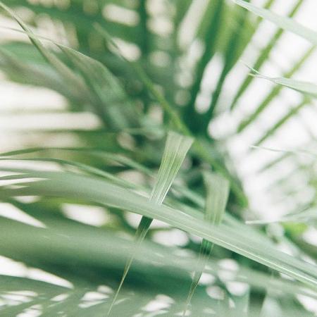 Areca Palm