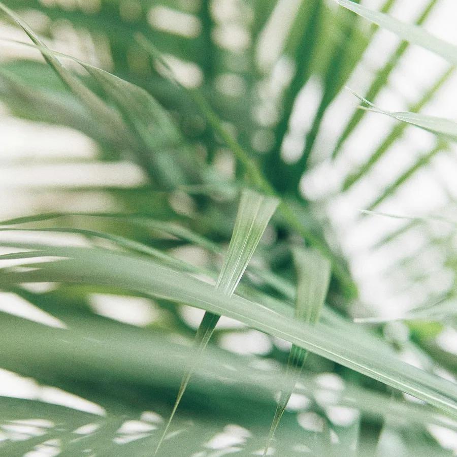 Areca Palm