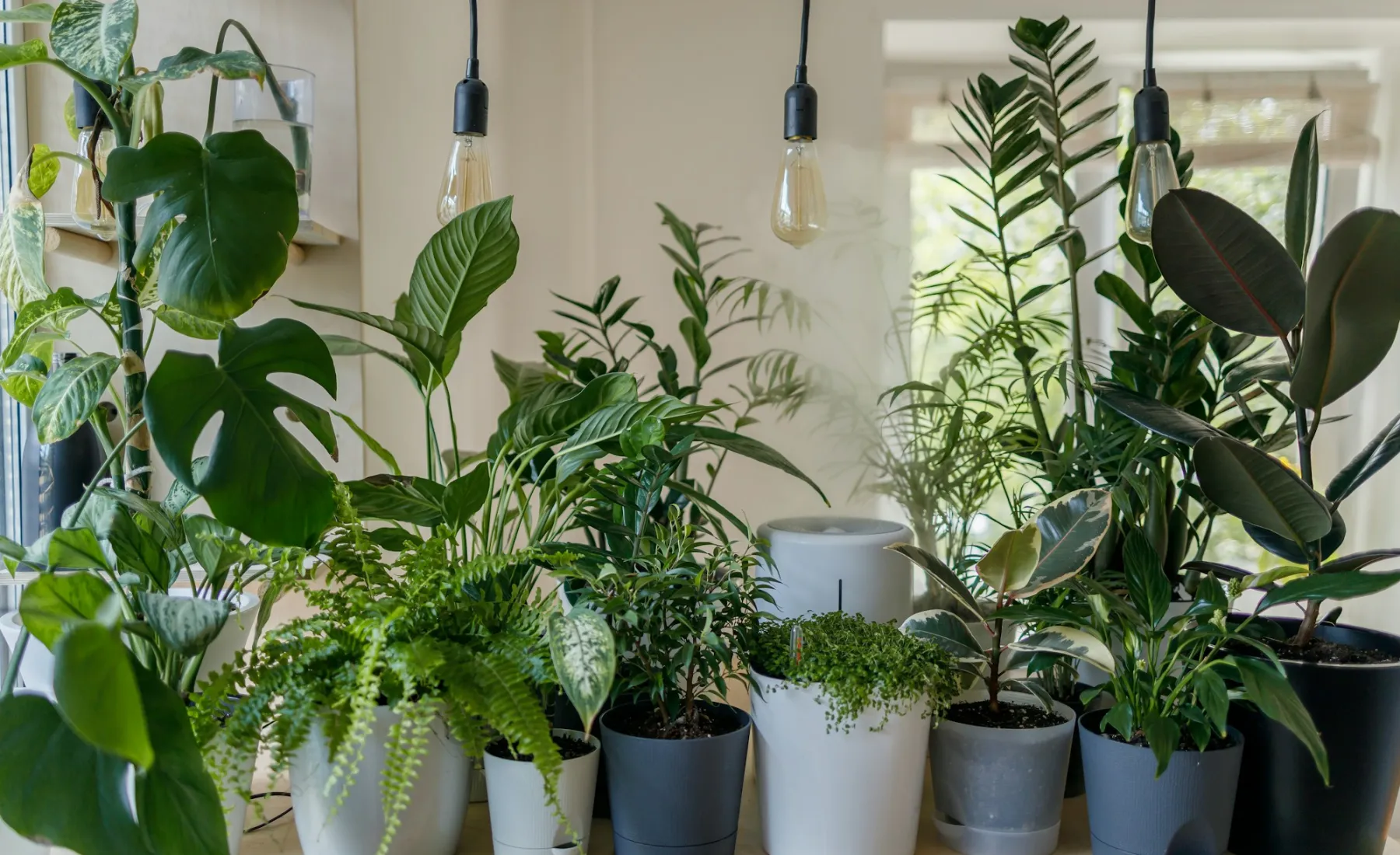 A collection of houseplants by a sunny window