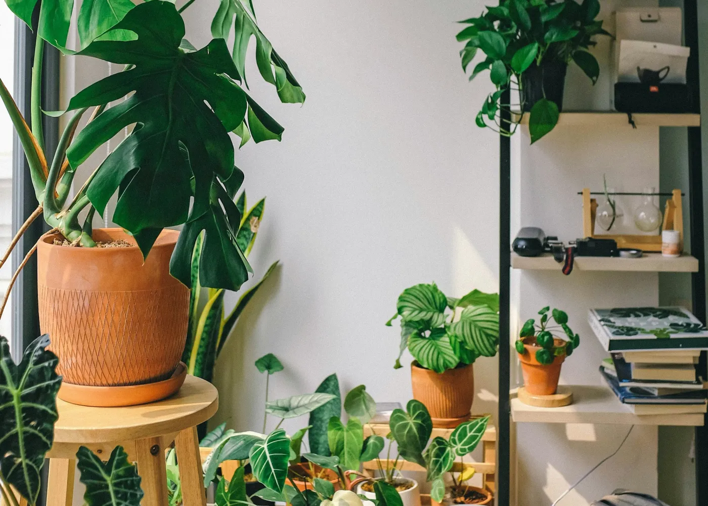 A monstera beside a bright shelf